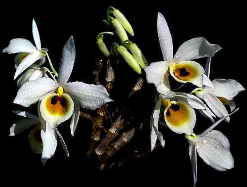 Dendrobium bensonae